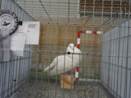 XIV Concurso Exposición de Palomas de Raza en Mula 2024